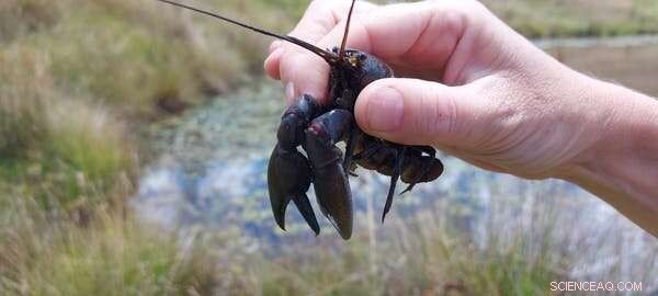 Yabbies: Understanding Australia s Common Crayfish