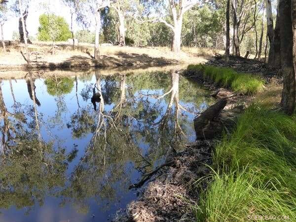Yabbies: Understanding Australia s Common Crayfish
