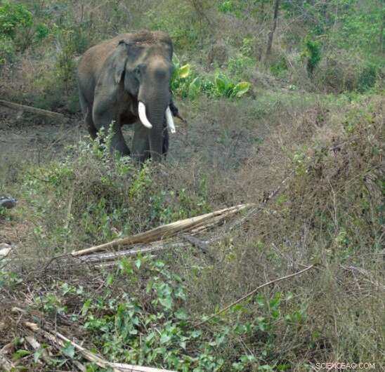 Stress and Social Behavior in Asian Elephants: A New Study