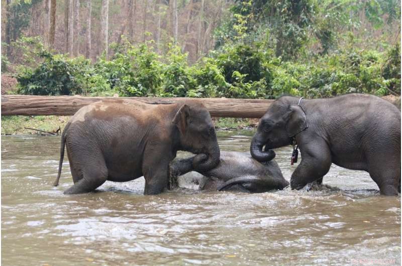 Stress and Social Behavior in Asian Elephants: A New Study