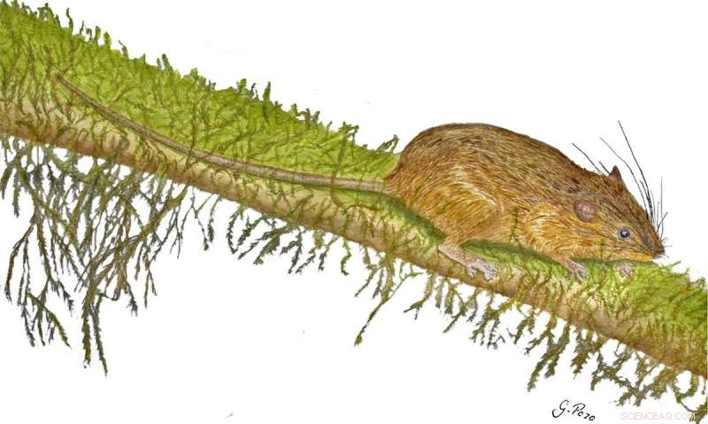 Rare New Rice Rat Species Discovered in Ecuador - Mindomys kutuku