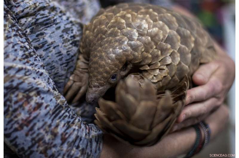 World Wildlife Conference to Highlight Iconic African Species