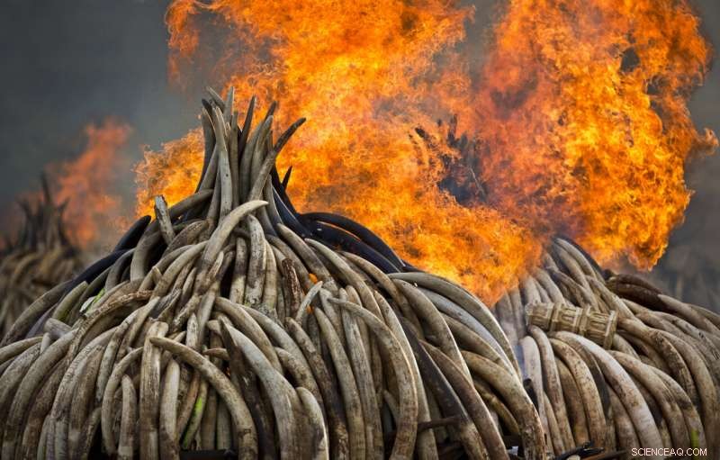 World Wildlife Conference to Highlight Iconic African Species