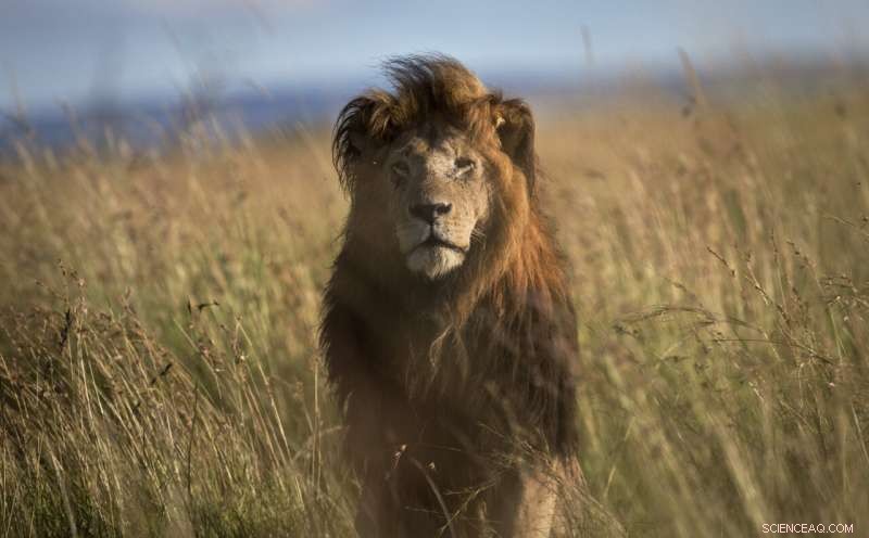 World Wildlife Conference to Highlight Iconic African Species