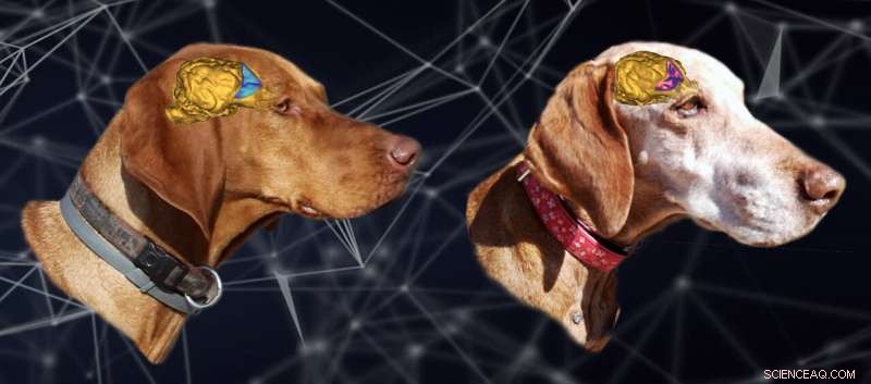 Dog Aging: Quantity of Gene Changes, Not Quality, Drives Aging Process