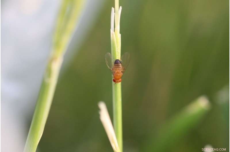 Rapid Adaptation: Fruit Flies Demonstrate Fast Physical & Genomic Evolution