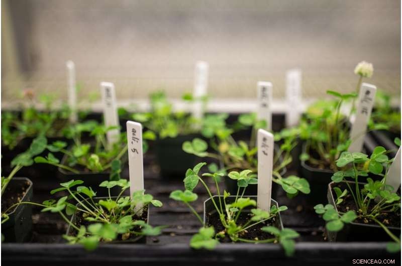 Human Impact on Evolution: New Evidence from Urban Ecosystems