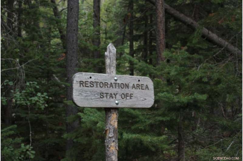 Balancing Environmental Goals and Wood Production in Forest Restoration