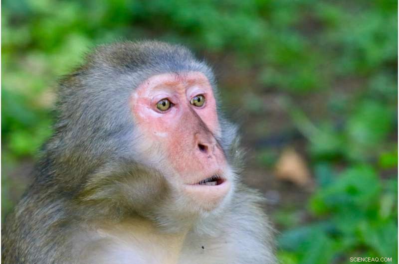 Do Animals Feel? Cognitive Biologists Advocate for Ethical Consideration