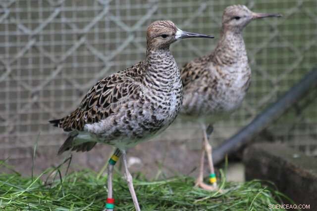 Ruff Morphology: Understanding Male Variations and Territorial Behavior