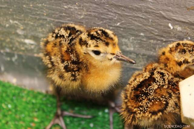 Ruff Morphology: Understanding Male Variations and Territorial Behavior