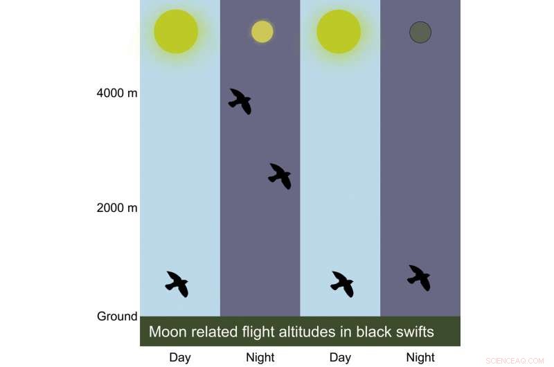Black Swift Flight Behavior During Lunar Events: A New Study