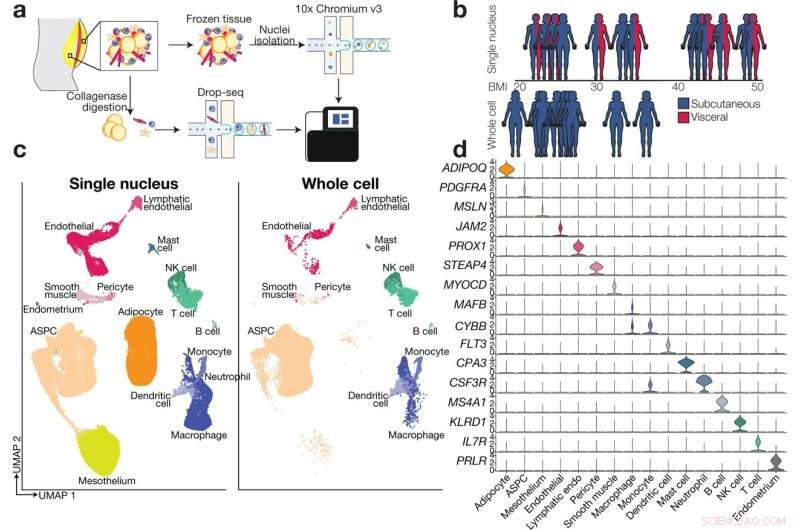 Comprehensive Cell Atlas of White Adipose Tissue in Mice and Humans