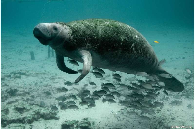 Manatee Starvation in Florida: A Global Ecosystem Warning