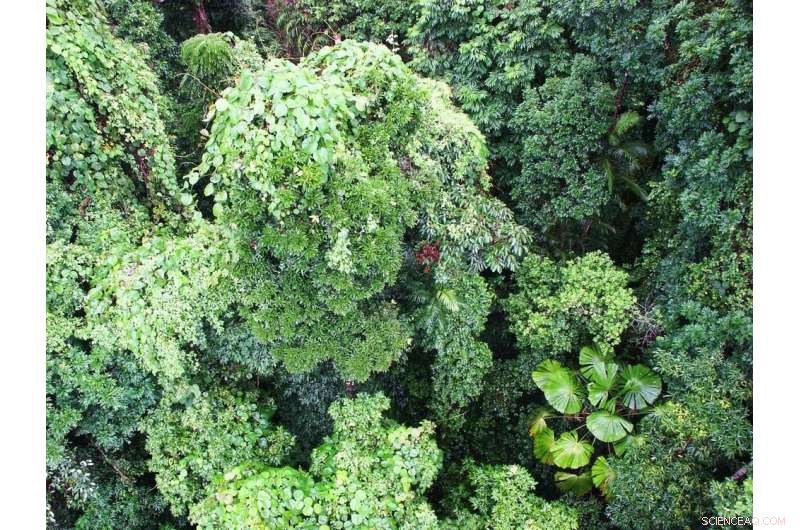 Reaching the Rainforest Canopy: Innovations in Research & Access