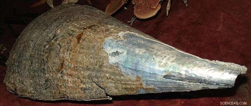 Protecting Horse Mussels in Scotland: New Study Highlights Conservation Needs