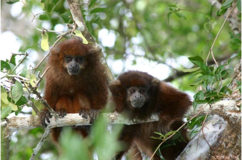 Bolivian Titi Monkeys Adapt to Habitat Fragmentation Through Dietary Changes & Reduced Activity