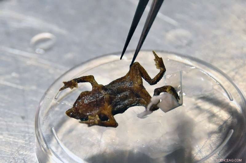 Rare Ecuadorian Toad Rediscovered After a Century – A Scientific Breakthrough
