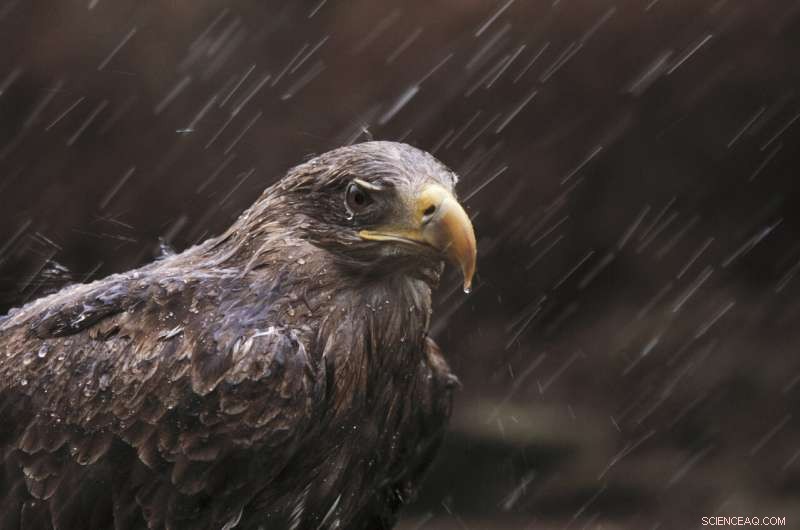 Lead Poisoning Threatens European Bird of Prey Populations: A New Study