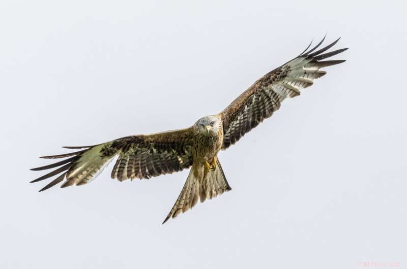 Lead Poisoning Threatens European Bird of Prey Populations: A New Study