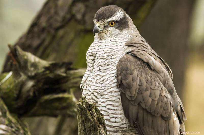Lead Poisoning Threatens European Bird of Prey Populations: A New Study