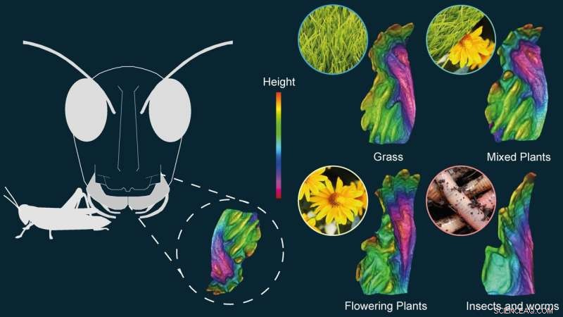 Grasshopper Diet: Surprising Eating Habits & Unique Mandible Adaptations