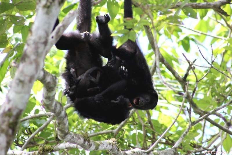Howler Monkeys Use Play to Manage Group Conflict | Animal Behavior Research