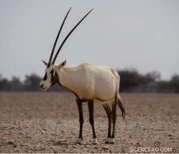 Decoding the Arabian Oryx: A New Hope for Conservation