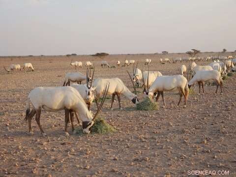 Decoding the Arabian Oryx: A New Hope for Conservation
