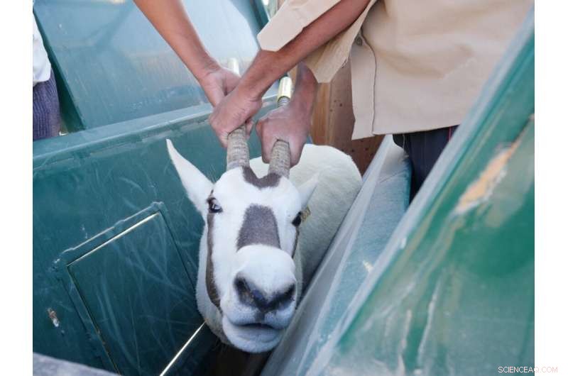 Decoding the Arabian Oryx: A New Hope for Conservation