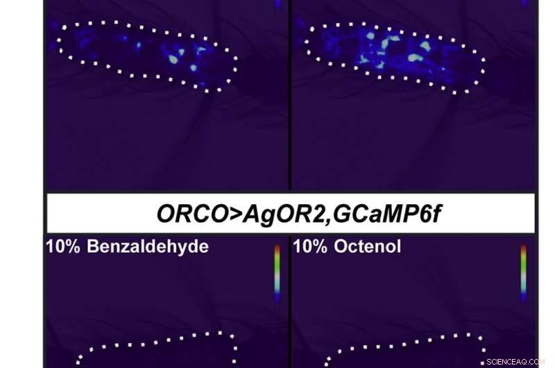 Mosquito Odor Sensors: Molecular Regulation & Repellent Evasion - Johns Hopkins Study
