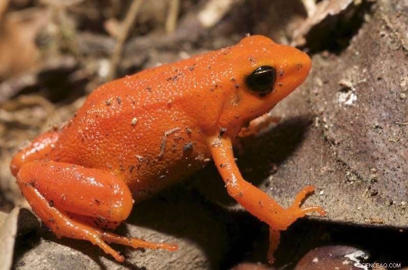 Discoveries of New Species: Why Biodiversity Matters Now