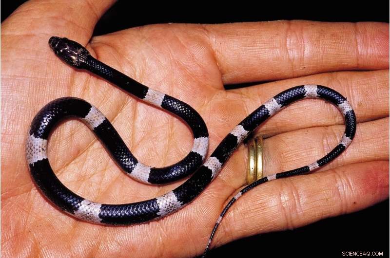 Discoveries of New Species: Why Biodiversity Matters Now