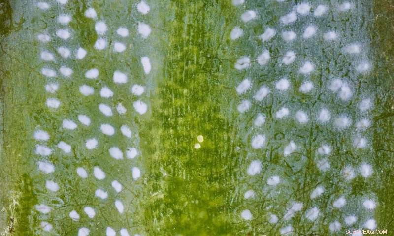 Redwood Leaves: New Research Reveals Dual Functions