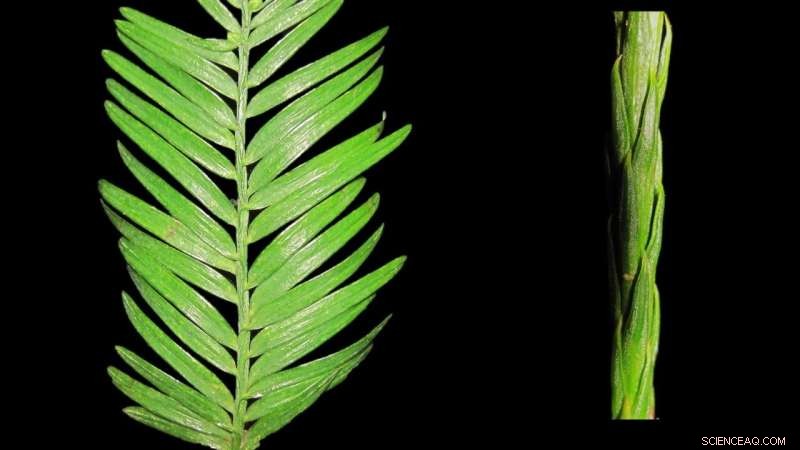 Redwood Leaves: New Research Reveals Dual Functions