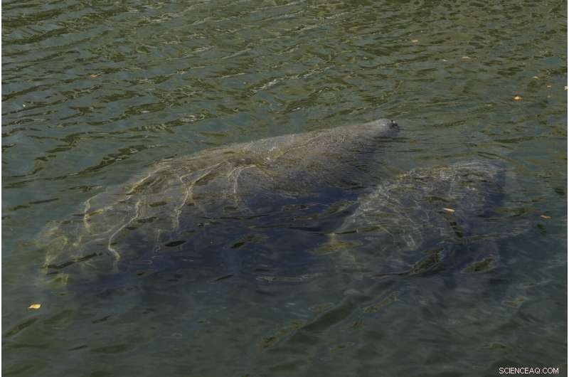 Florida Manatee Feeding Program Concludes as Water Temperatures Rise