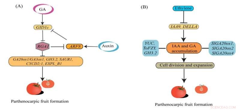 Hormonal Control of Seedless Fruit Development in Horticultural Crops
