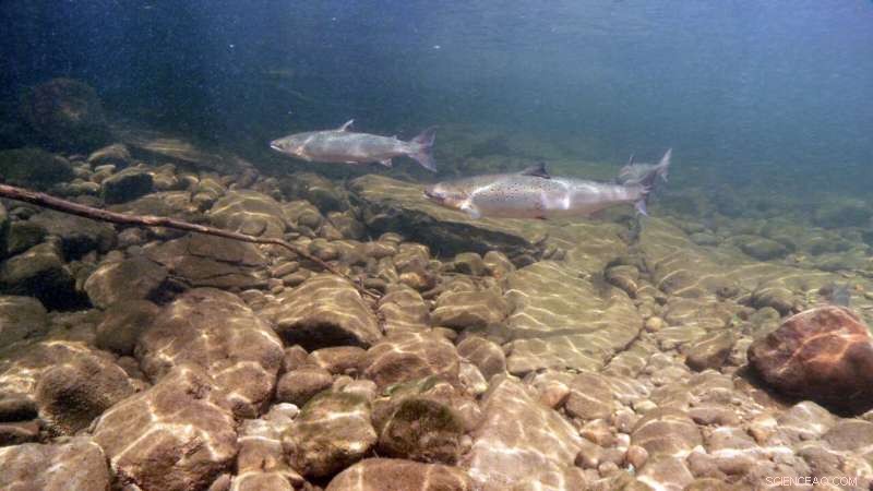 River Restoration Benefits Salmon and Seals: A Study