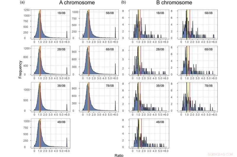 Maize B Chromosome s Role in Gene Expression Regulation