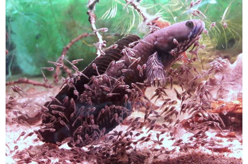 Snakehead Fish: How Parental Care & Trophic Eggs Fuel Their Success