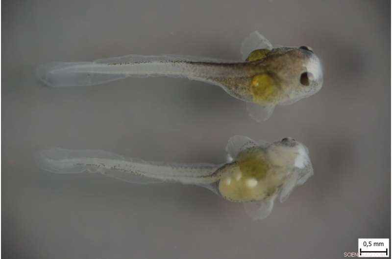 Snakehead Fish: How Parental Care & Trophic Eggs Fuel Their Success