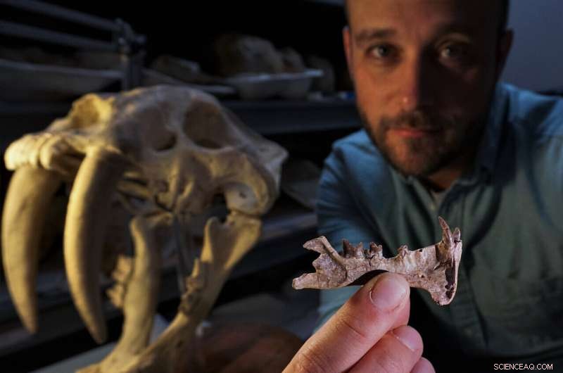 Ancient Predator Discovery: Earliest Known Cat-Like Animal in North America