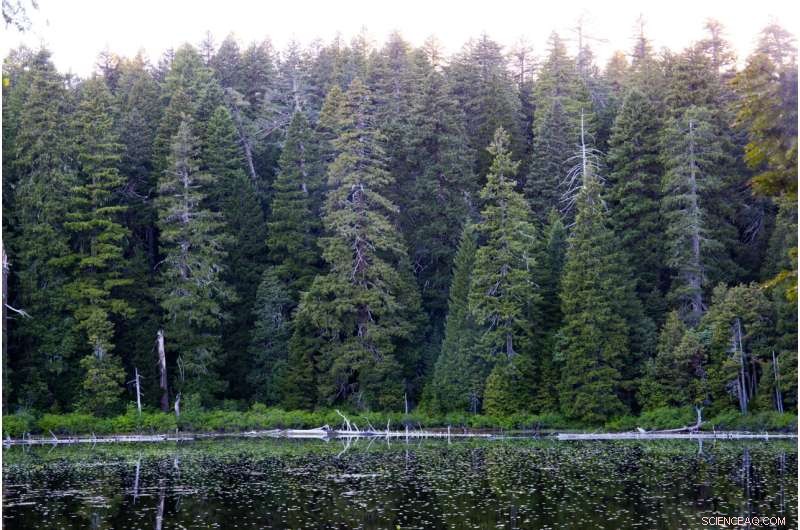 Indigenous Fire Management & Forest Ecosystems in the Klamath Mountains