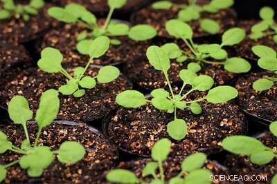 New Compounds Found to Suppress Plant Immune Responses