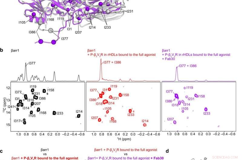 βarr1 Conformational Changes Upon β2V2R Binding: A Structural Analysis
