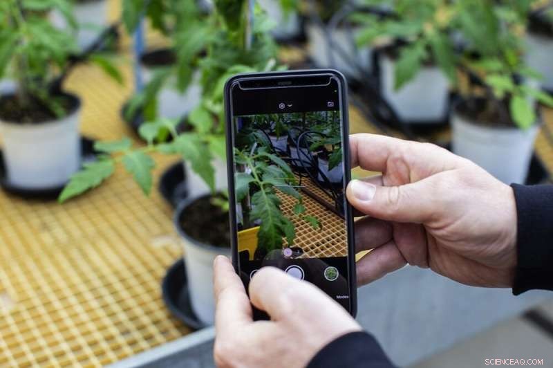 Doctor X Nabat: AI-Powered Plant Disease & Pest Detection