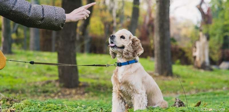 Essential Dog Training: Basic Skills for a Well-Adjusted Companion