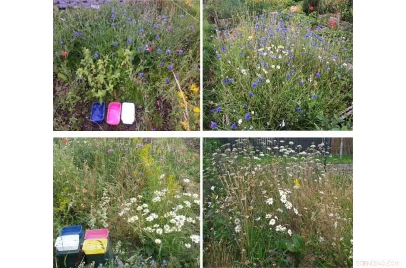 Mini-Meadows: Creating Pollinator Habitats in Small Gardens - Research Findings