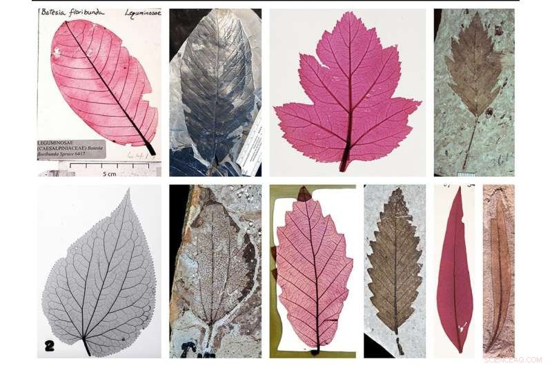 Leaf Identification: Explore a Comprehensive Visual Library of Modern & Fossil Leaves