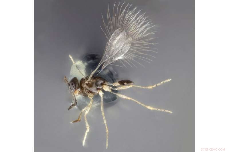 Rare Menehune Wasp Species Discovered at UH Manoa